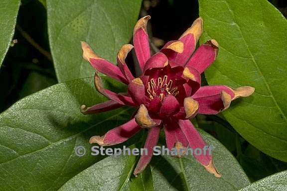 calycanthus occidentalis 1 graphic